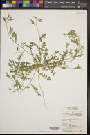 Lepidium lasiocarpum image