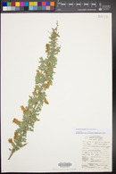 Acacia greggii var. greggii image