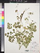 Thalictrum fendleri image