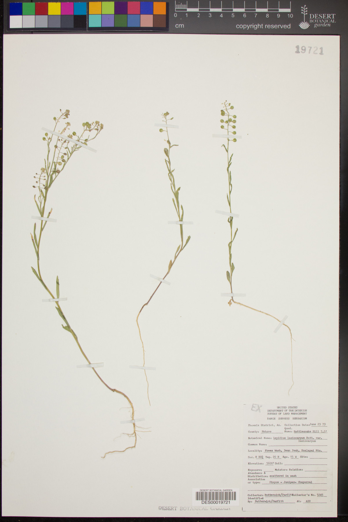 Lepidium lasiocarpum var. lasiocarpum image