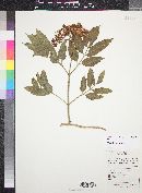 Sambucus cerulea image