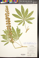 Lupinus latifolius subsp. leucanthus image