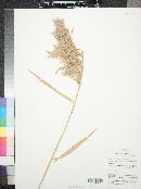 Phragmites australis image