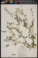 Pediomelum tenuiflorum image