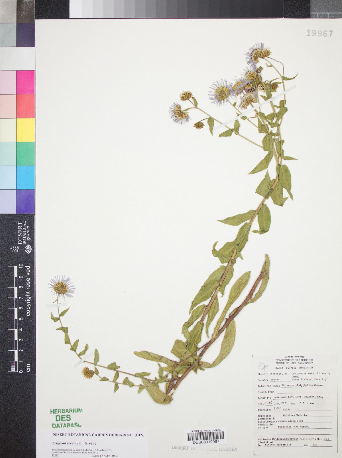 Erigeron vreelandii image