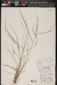 Zuloagaea bulbosa image