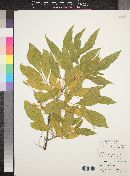 Fraxinus velutina image