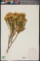 Ericameria laricifolia image