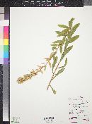 Solidago wrightii image