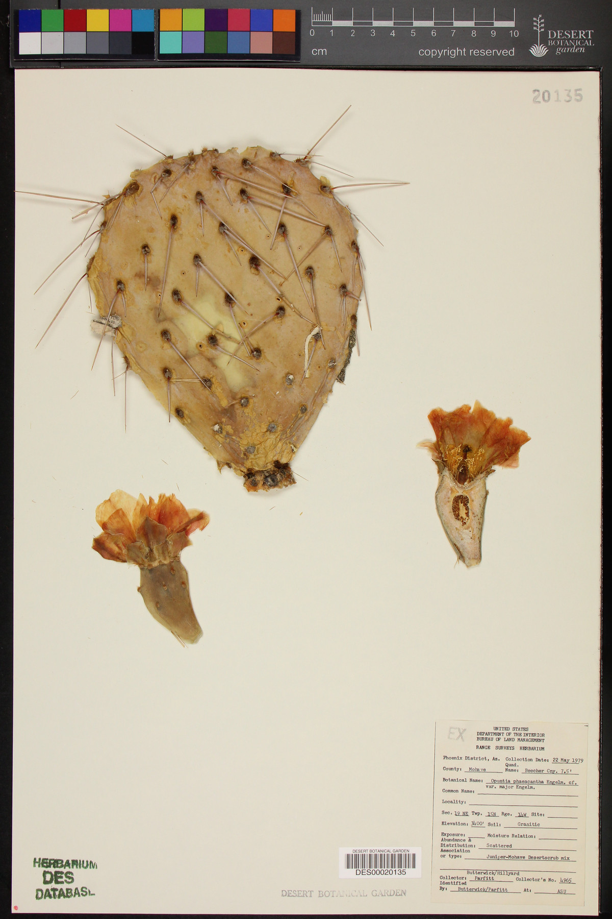 Opuntia phaeacantha var. major image