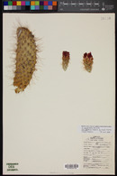 Opuntia polyacantha image