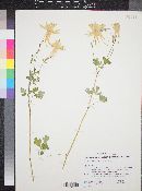 Aquilegia chrysantha image