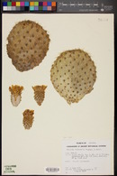 Opuntia chlorotica image