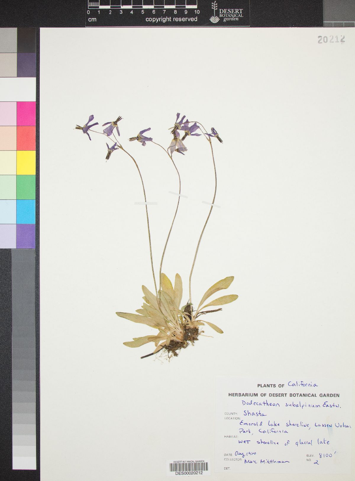 Dodecatheon subalpinum image