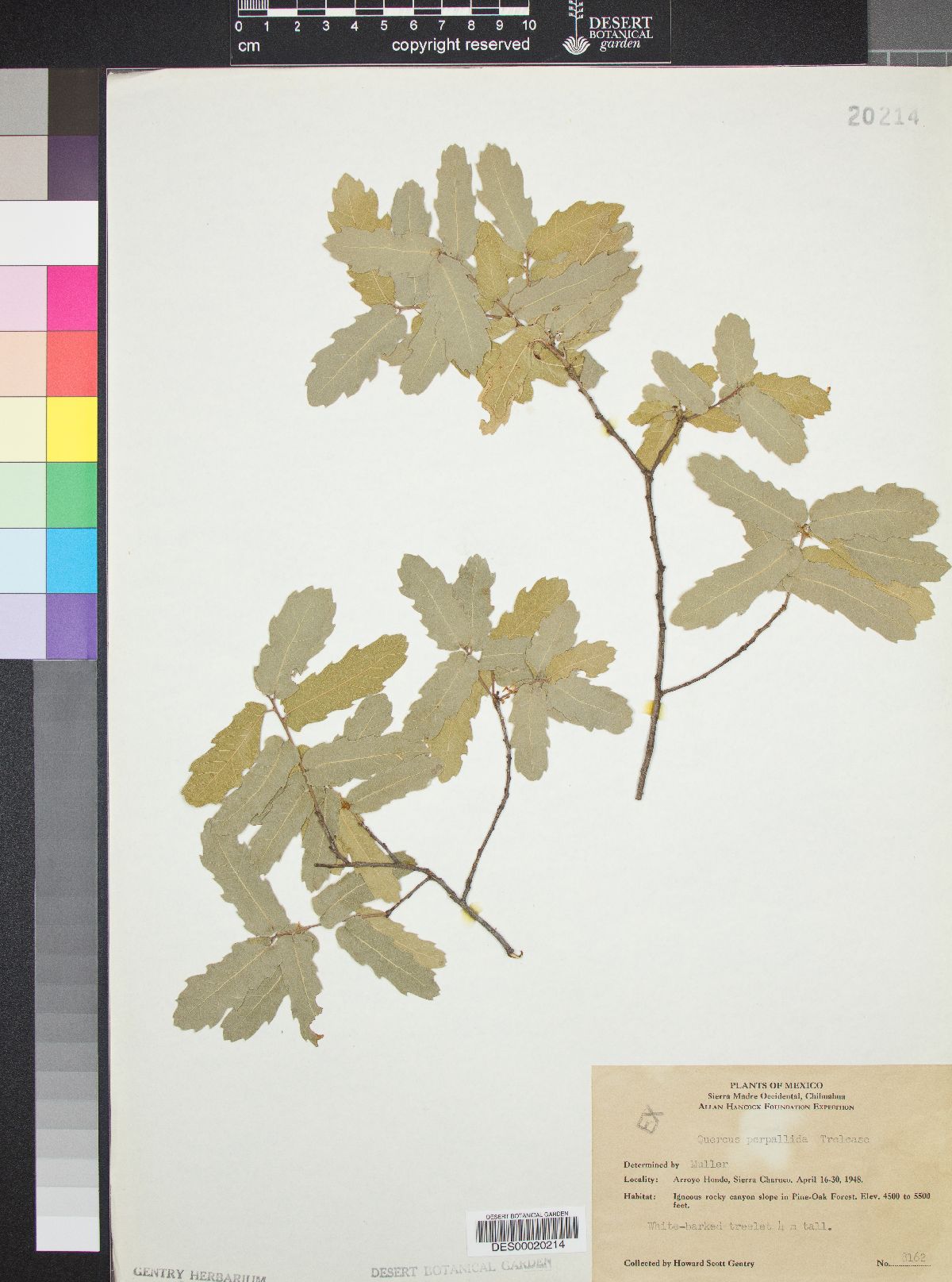 Quercus perpallida image