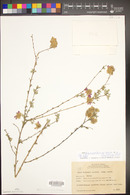 Dalea versicolor var. sessilis image