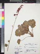 Heuchera sanguinea image