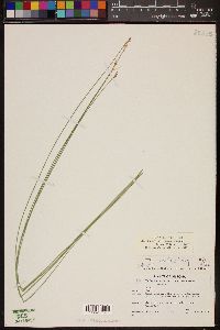 Carex occidentalis image