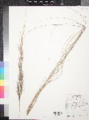 Aristida purpurea var. wrightii image