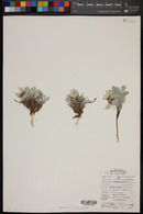 Astragalus newberryi image