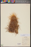 Echinocereus engelmannii var. chrysocentrus image