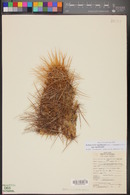 Echinocereus engelmannii image