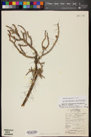 Cylindropuntia leptocaulis image