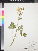 Aquilegia chrysantha image