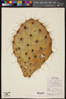 Opuntia superbospina image