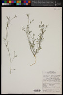 Astragalus nuttallianus image