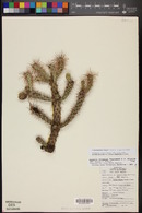 Cylindropuntia whipplei image