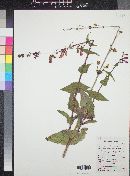 Penstemon pseudospectabilis image