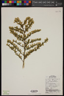 Baccharis pteronioides image