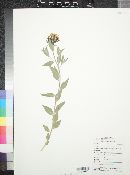 Amsonia tomentosa image