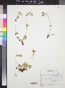 Potentilla flabellifolia image