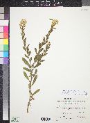 Solidago wrightii image