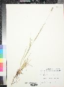 Phleum pratense image