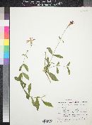 Silene laciniata subsp. greggii image
