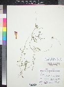 Ipomoea tenuiloba var. lemmonii image
