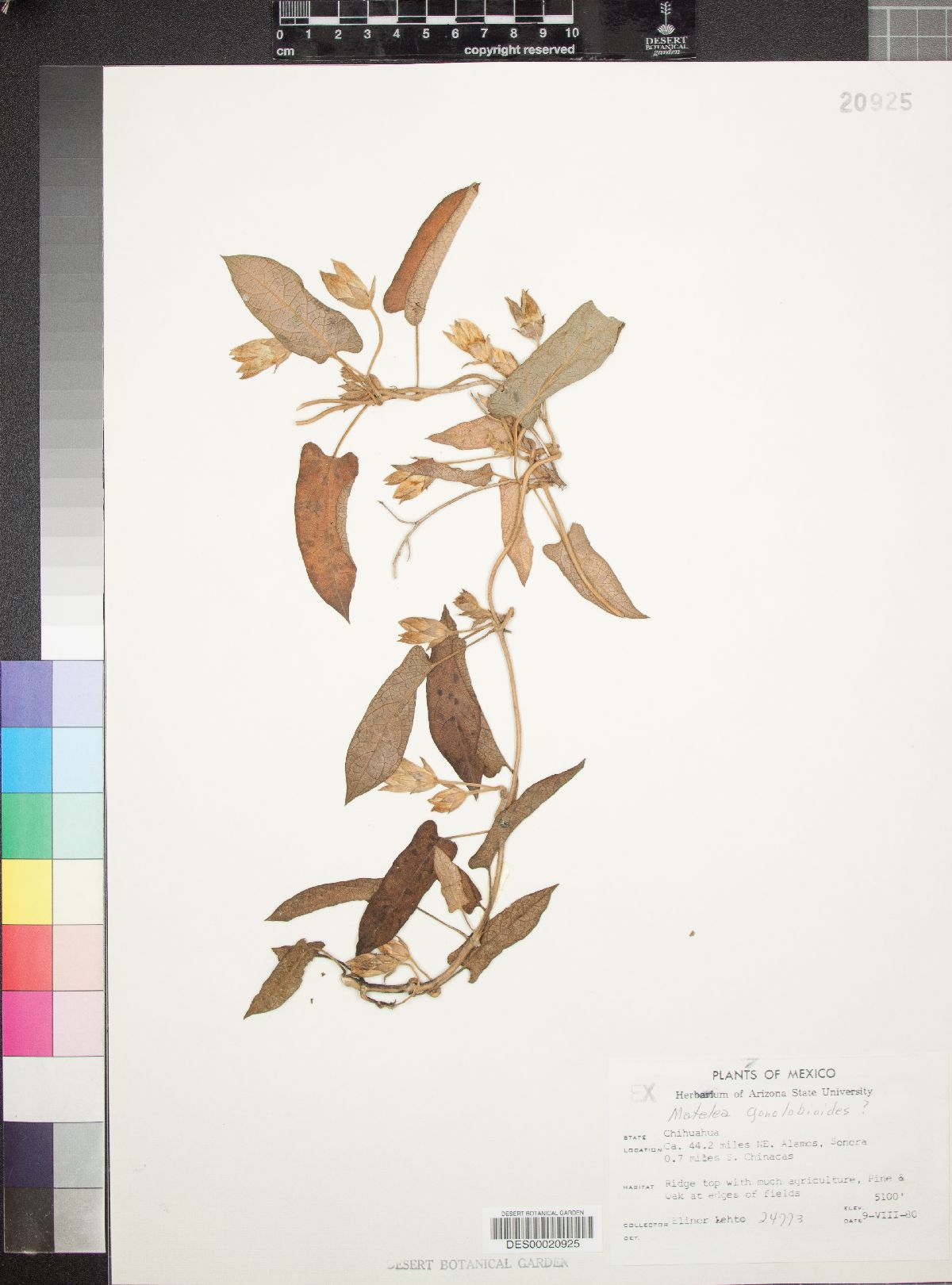 Matelea gonoloboides image