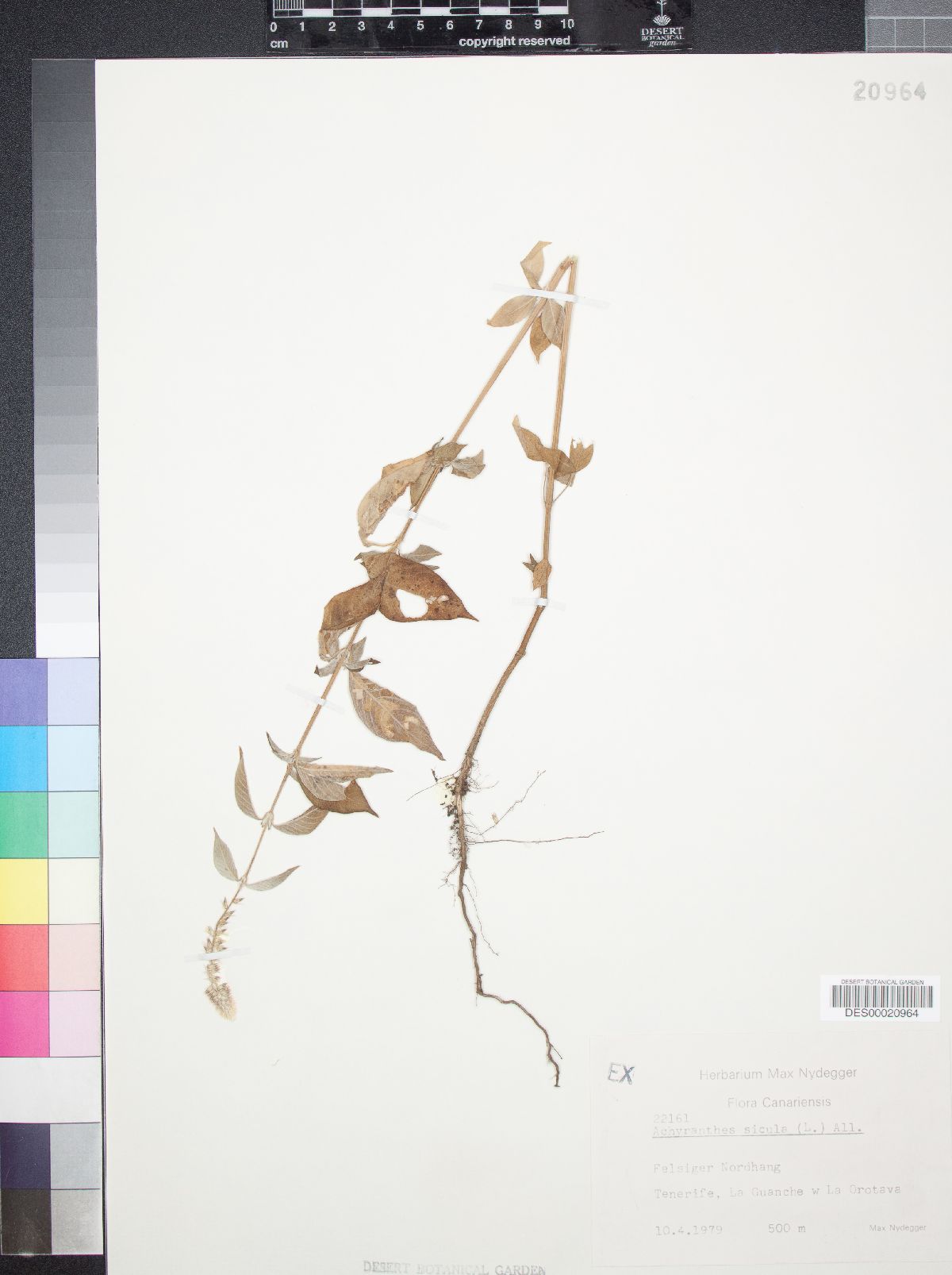 Achyranthes aspera var. sicula image