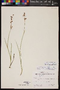 Juncus ensifolius var. montanus image