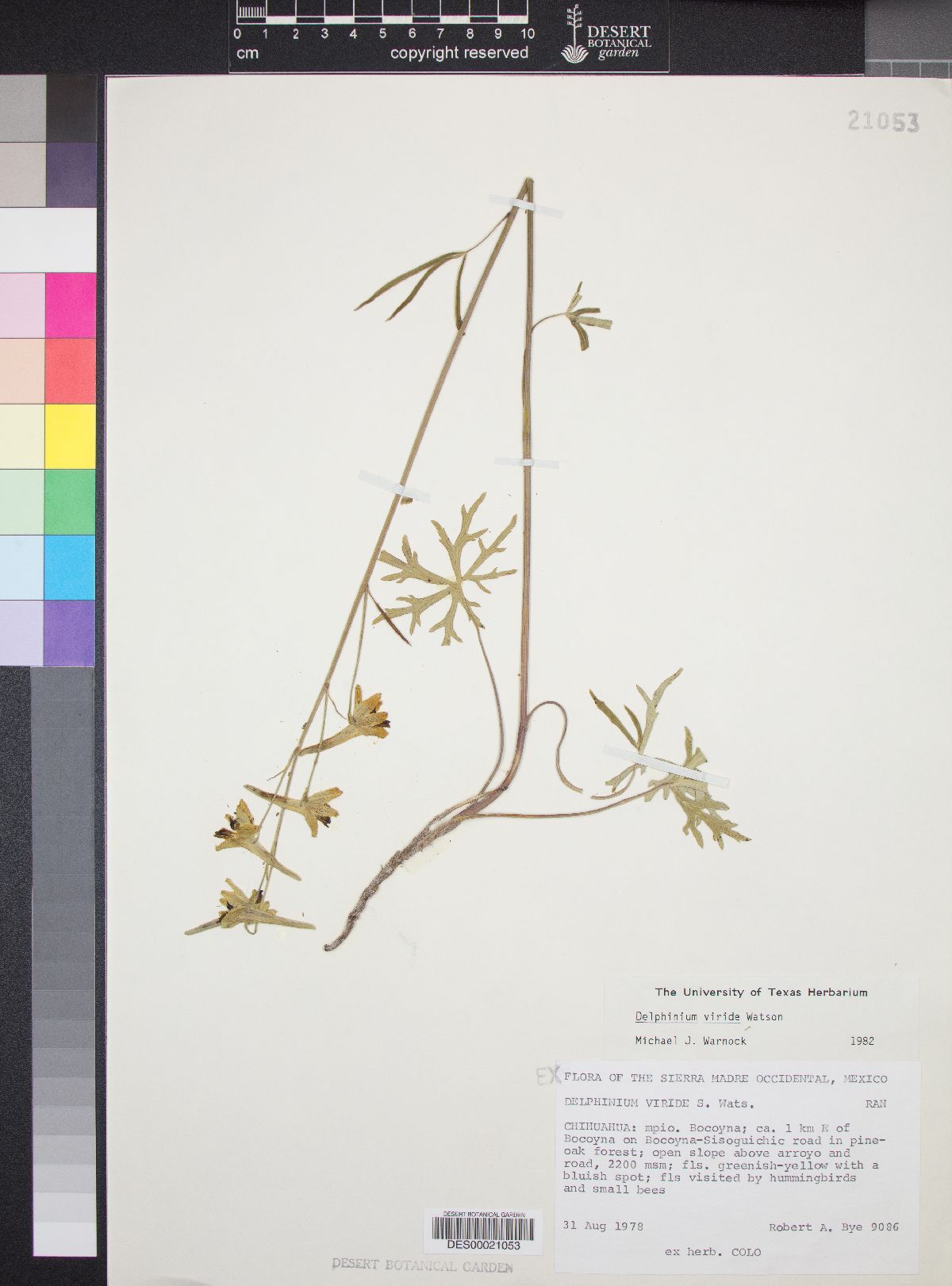 Delphinium viride image