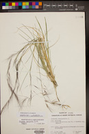 Aristida purpurea image