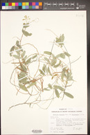 Galactia wrightii var. mollissima image
