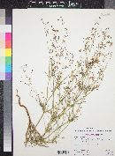 Eriogonum pharnaceoides image