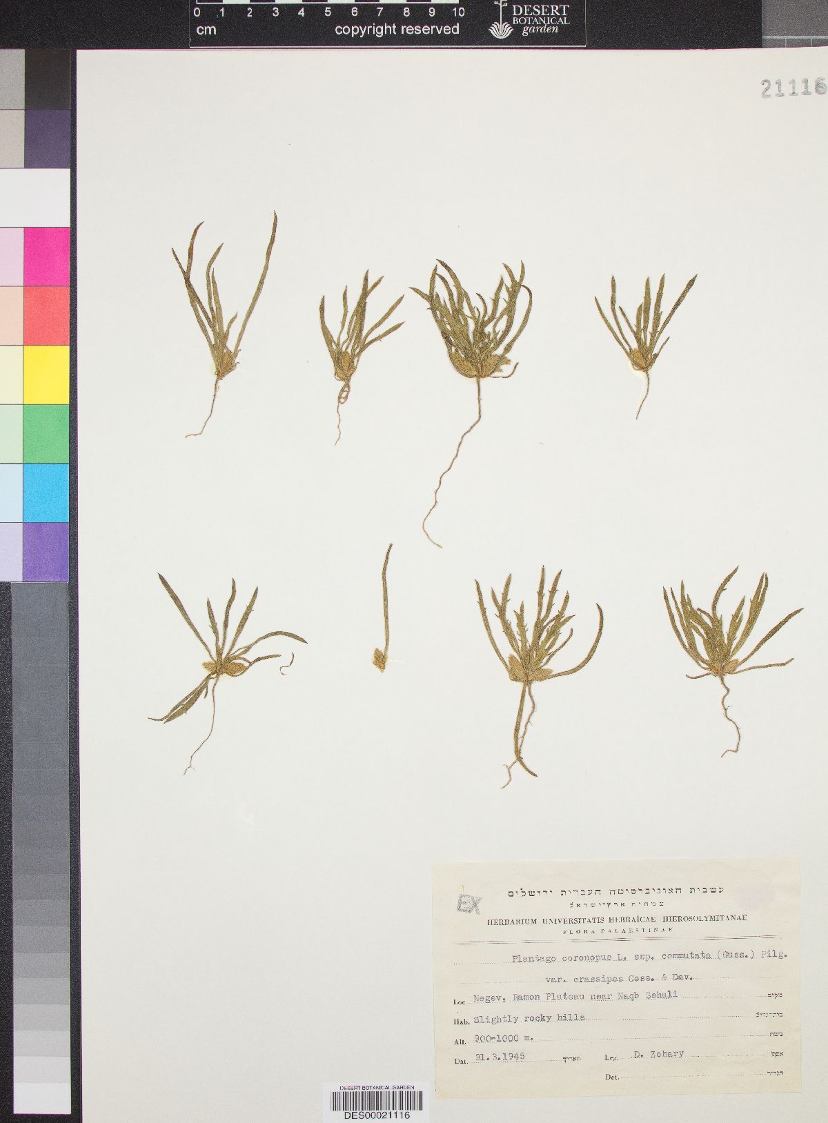 Plantago coronopus subsp. commutata image