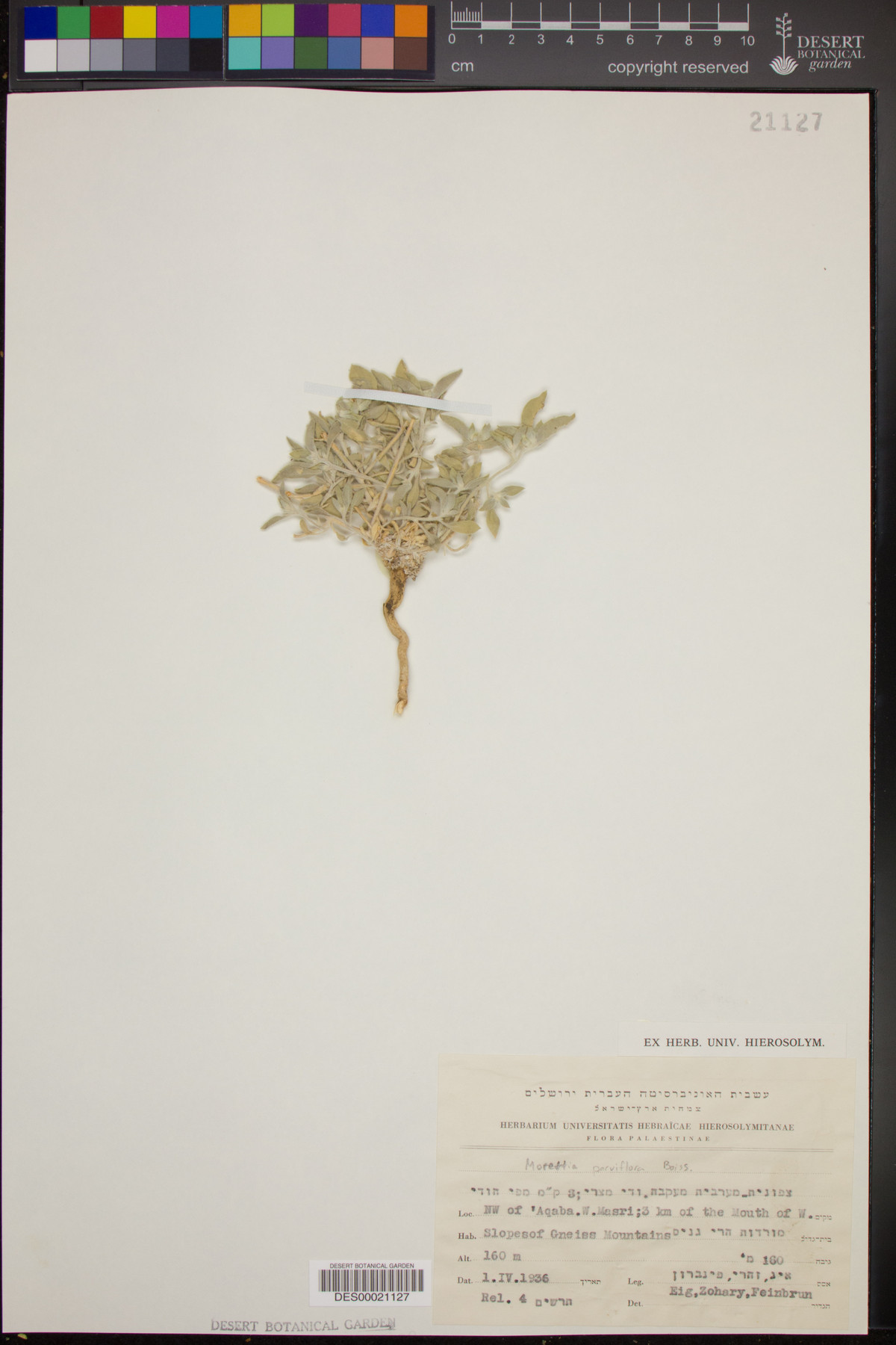 Morettia parviflora image