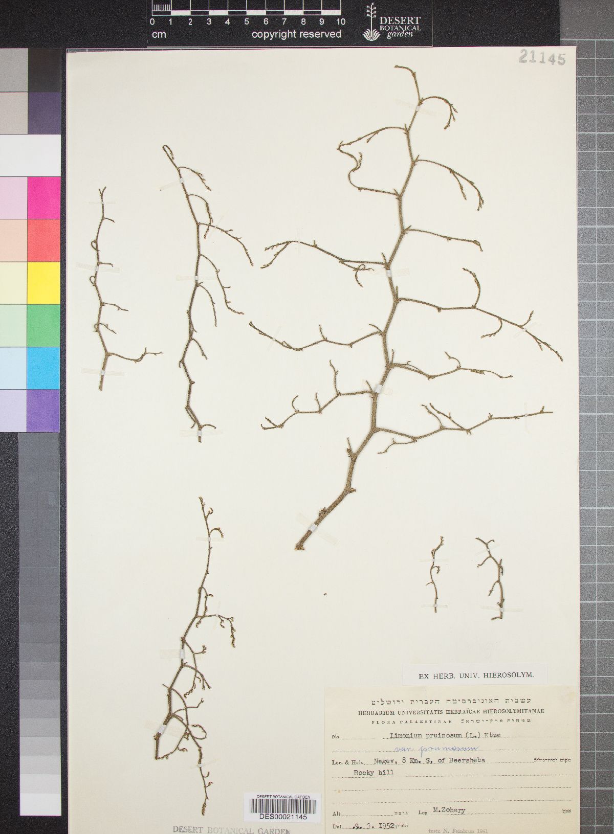 Limonium pruinosum image