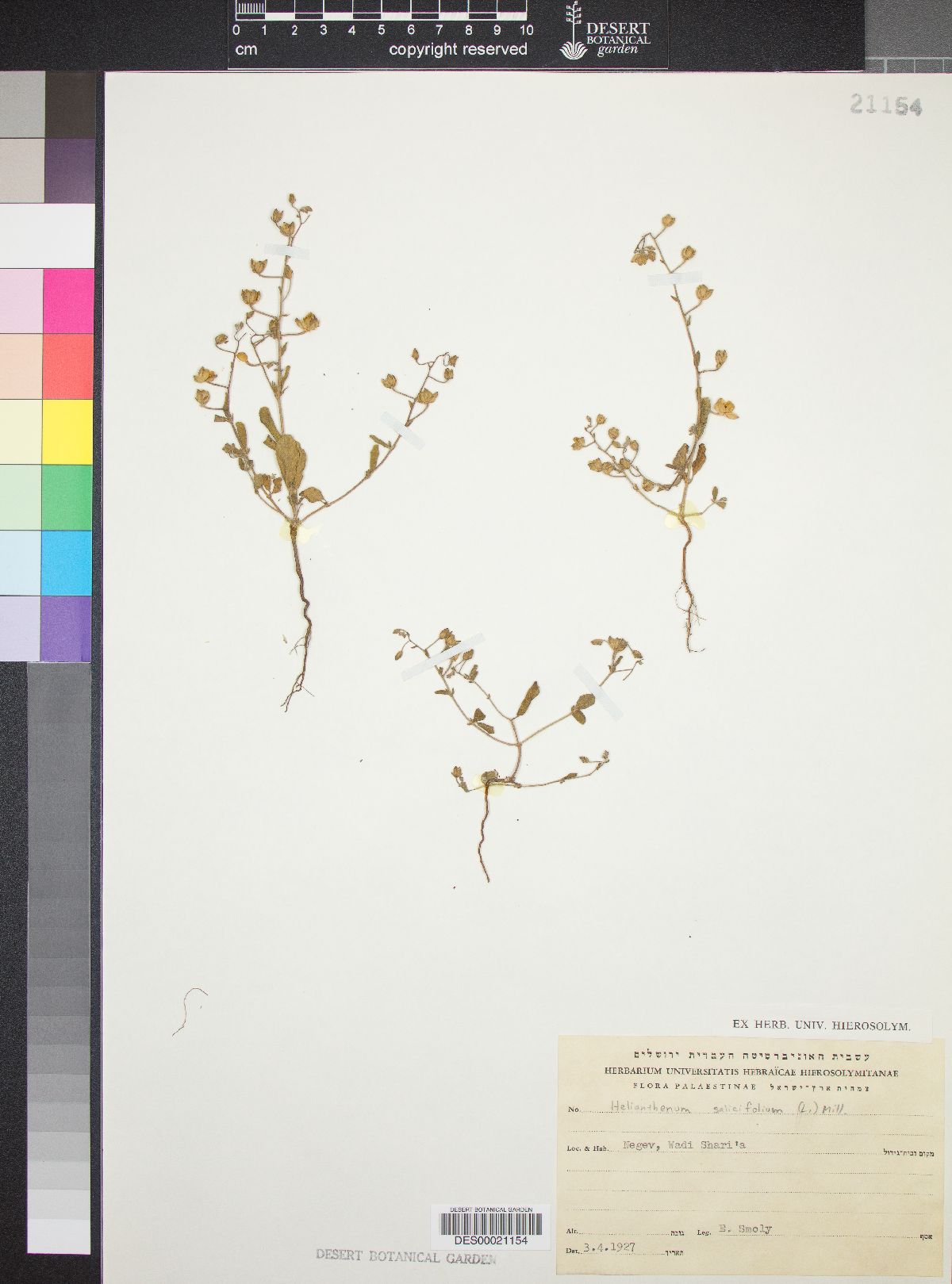 Helianthemum salicifolium image
